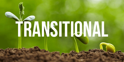 Transitional change management